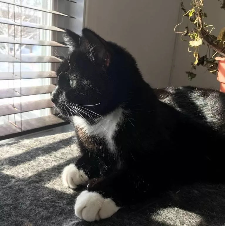 CATHERINE pet sitter à Chenou 77570