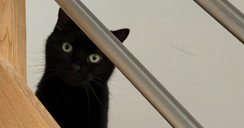 pauline pet sitter à LILLE 59000_5