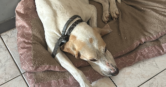 léa pet sitter à CHAVANNE 70400_1