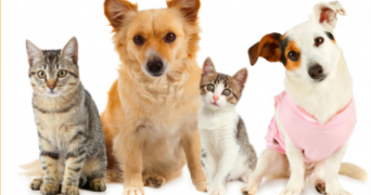 abdenour pet sitter à DUNKERQUE 59140_2