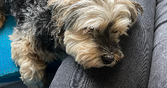 ysaline pet sitter à Lyon 69007_1