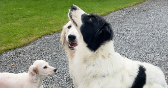 audrey pet sitter à AUCEY LA PLAINE 50170_3