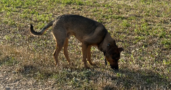 samuel pet sitter à ST FUSCIEN 80680_0