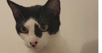 mélissa pet sitter à ROUEN 76000_1