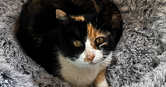 pauline pet sitter à TOULOUSE 31500_1