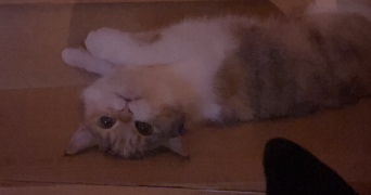 emeline pet sitter à NEUILLY SUR SEINE 92200_5