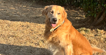 kristell pet sitter à VERSAILLES 78000_2