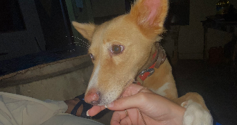 marie pet sitter à LYON 09 69009_5