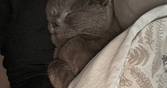 ezra pet sitter à AMIENS 80000_6