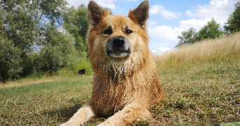 laura pet sitter à St Paul de varces 38760_4