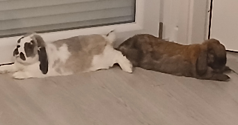 mélina pet sitter à STRASBOURG 67100_5