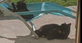 enora pet sitter à BONLIEU 39130_4