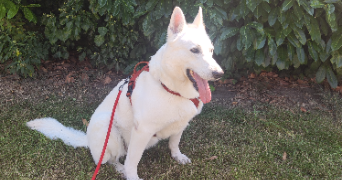 laura pet sitter à CONFLANS STE HONORINE 78700_3