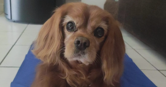 elisa pet sitter à STE GENEVIEVE DES BOIS 91700_1