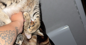 capucine pet sitter à ST POURCAIN SUR SIOULE 03500_1