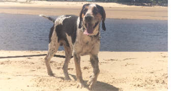 aurélie pet sitter à Dreux 28100_1