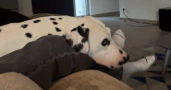 lola pet sitter à MARSEILLE 08 13008_2