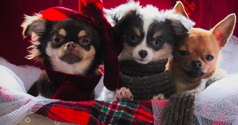 oceane pet sitter à SEVRIER 74320_17