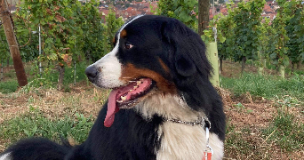 sarah pet sitter à INGERSHEIM 68040_3