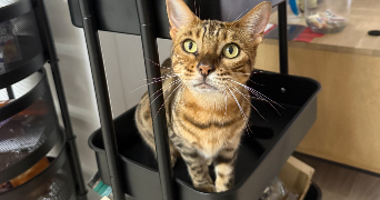 sara pet sitter à AVON 77210_2