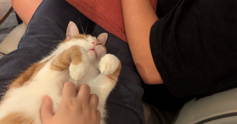 eléa pet sitter à ST YVI 29140_3