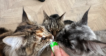 stéphane pet sitter à CASTELRENG 11300_2