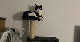 anne-laure pet sitter à VENISSIEUX 69200_1