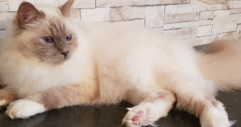 Vanessa pet sitter à Fontenay-Saint-Père 78440_5