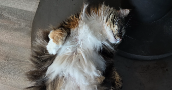 berenice pet sitter à BASSY 74910_2