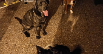 ewa-marion pet sitter à ECKBOLSHEIM 67201_9