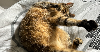 zoé pet sitter à LILLE 59000_4