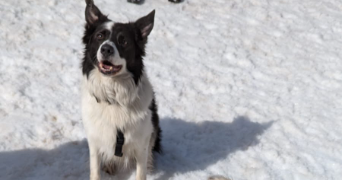 claire pet sitter à ST AVOLD 57500_1