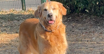 kristell pet sitter à VERSAILLES 78000_1
