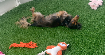 berenice pet sitter à MELESSE 35520_4