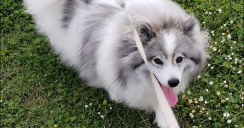 laure pet sitter à PLAISANCE DU TOUCH 31830_4