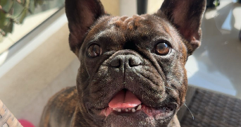 guillaume pet sitter à ANTIBES 06600_1