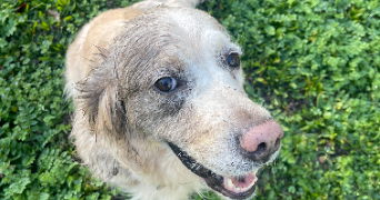 Justine pet sitter à Lyon 69009_6
