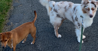 maeva pet sitter à ST CIERS SUR GIRONDE 33820_3