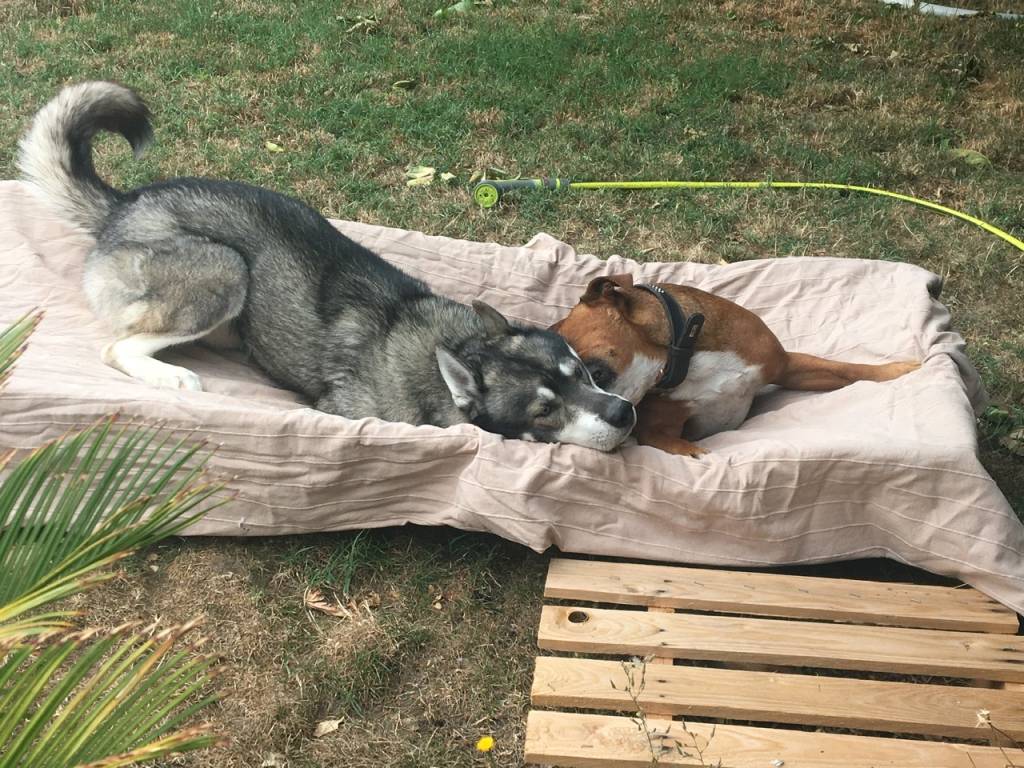 megane pet sitter à Châteauneuf-sur-Isère 26300_4