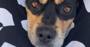 eve pet sitter à BOUCHAIN 59111_3