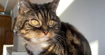 eléa pet sitter à HAUBOURDIN 59320_3