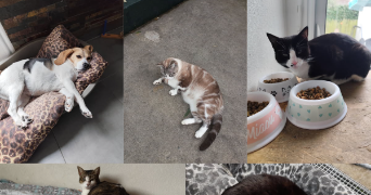 emma cat sitter à PAU 64000_1
