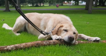 quentin dog sitter à DOUVAINE 74140_4