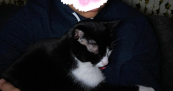 eva pet sitter à Amiens 80000_5