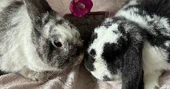 justine pet sitter à LE PERREUX SUR MARNE 94170