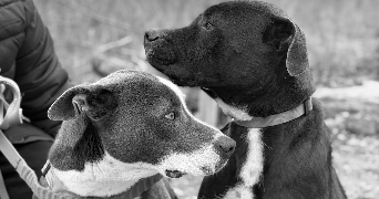 océane pet sitter à RODILHAN 30230_2