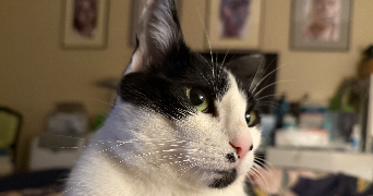 violaine pet sitter à PARIS 12 75012_3