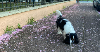 naomie pet sitter à VILLIERS SUR MARNE 94350_6