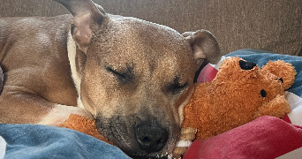 valentine pet sitter à LE PLESSIS TREVISE 94420_0