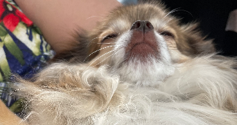 doriane pet sitter à SOUFFLENHEIM 67620_4